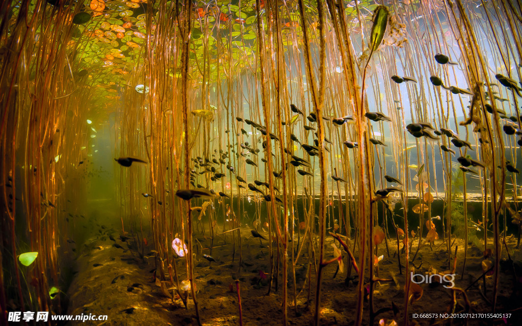 海底生物