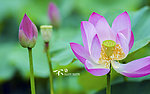 高清荷花