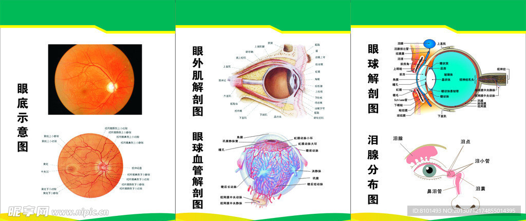 眼睛解剖图