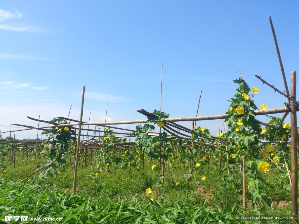 松西子蔬菜基地