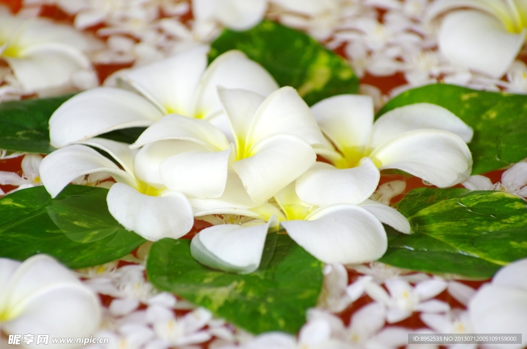 鲜花