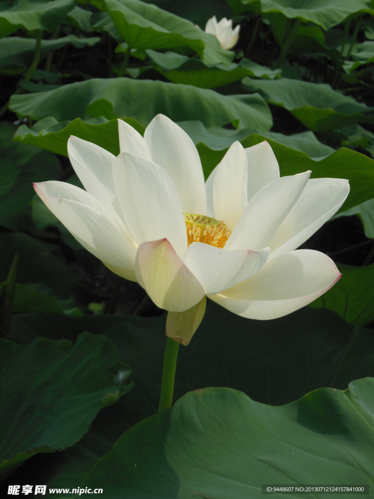 荷花