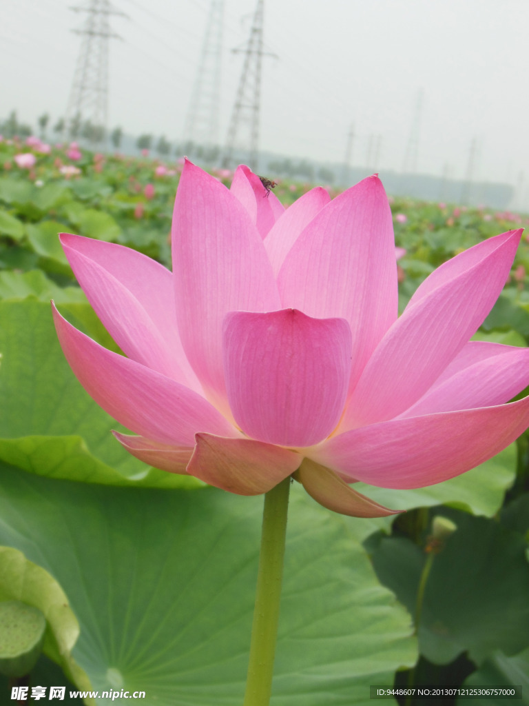 荷花