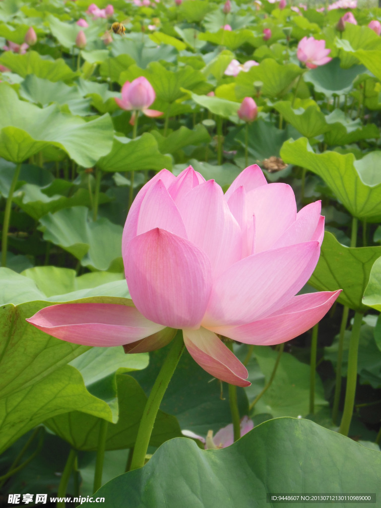 荷花