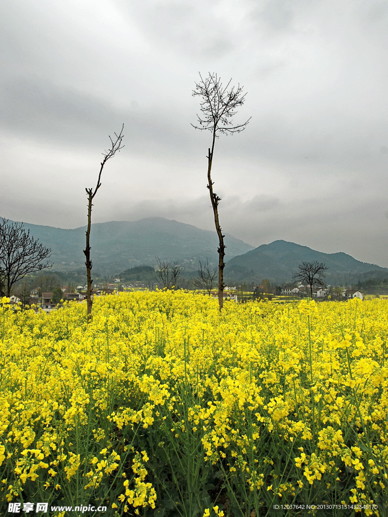 油菜花