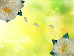 菊花背景