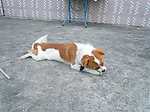 小贝