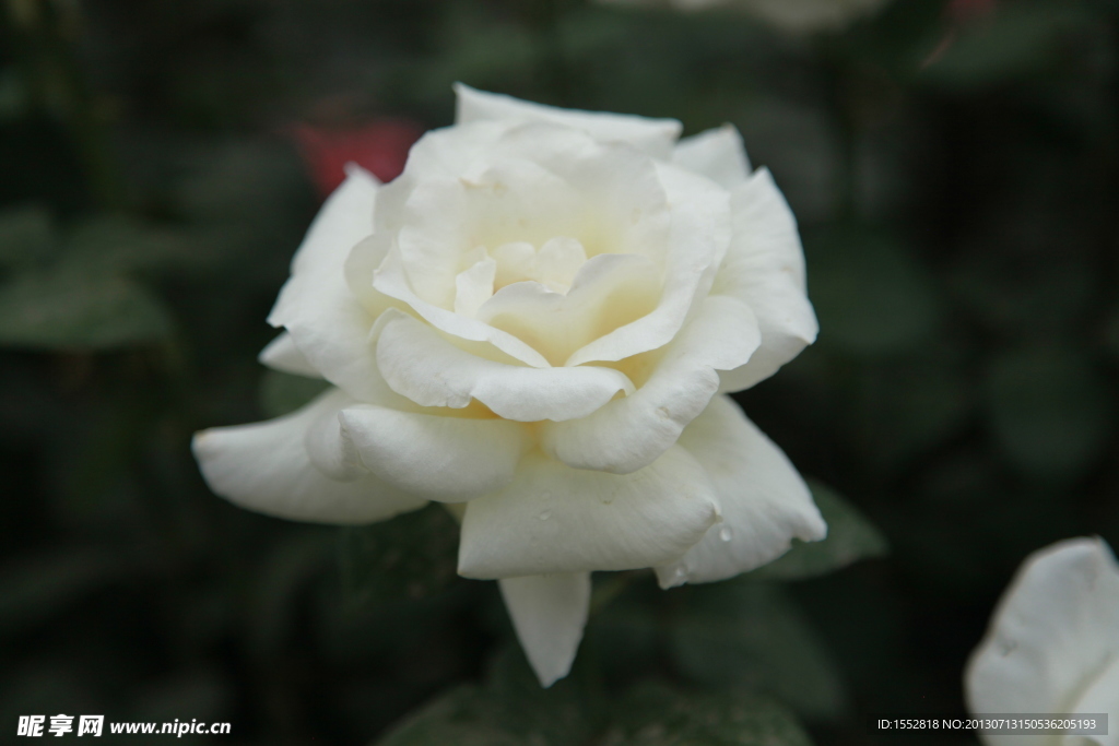 月季花