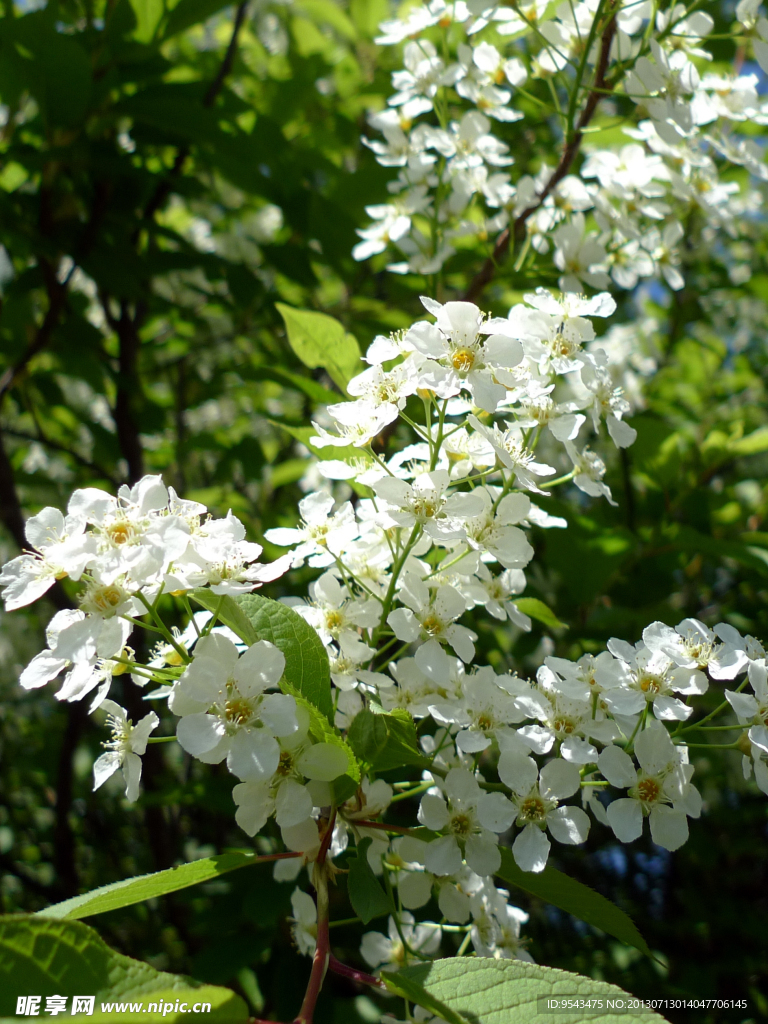 山花