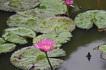 水莲花