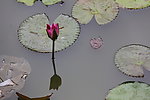 水莲花