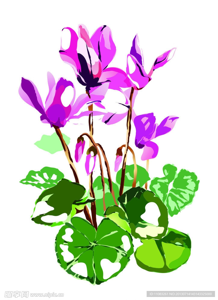 荷花