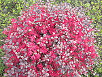 花与草