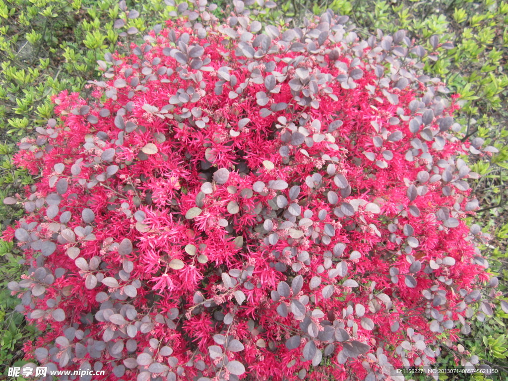 花与草