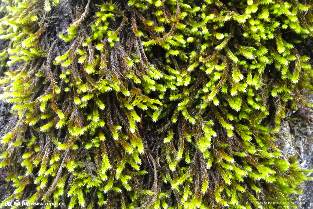植物