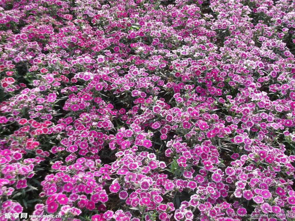 蝴蝶花