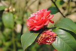 茶花