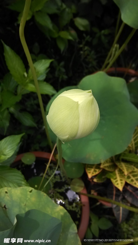 花苞