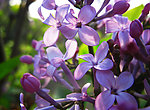 美丽丁香花