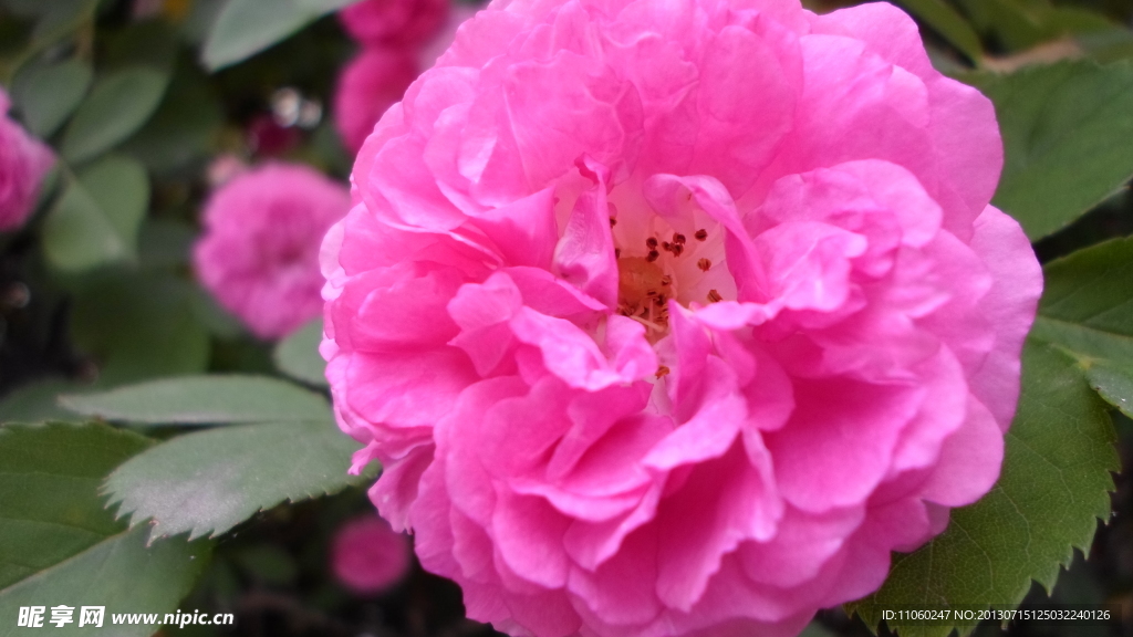 蔷薇科花朵
