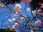 梅花