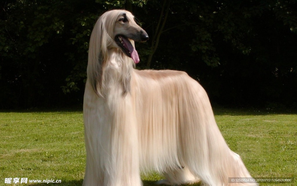 牧羊犬