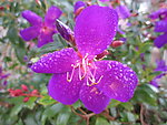 紫花