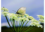 蝶恋花