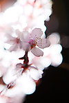 杏花