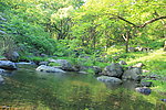 野泉