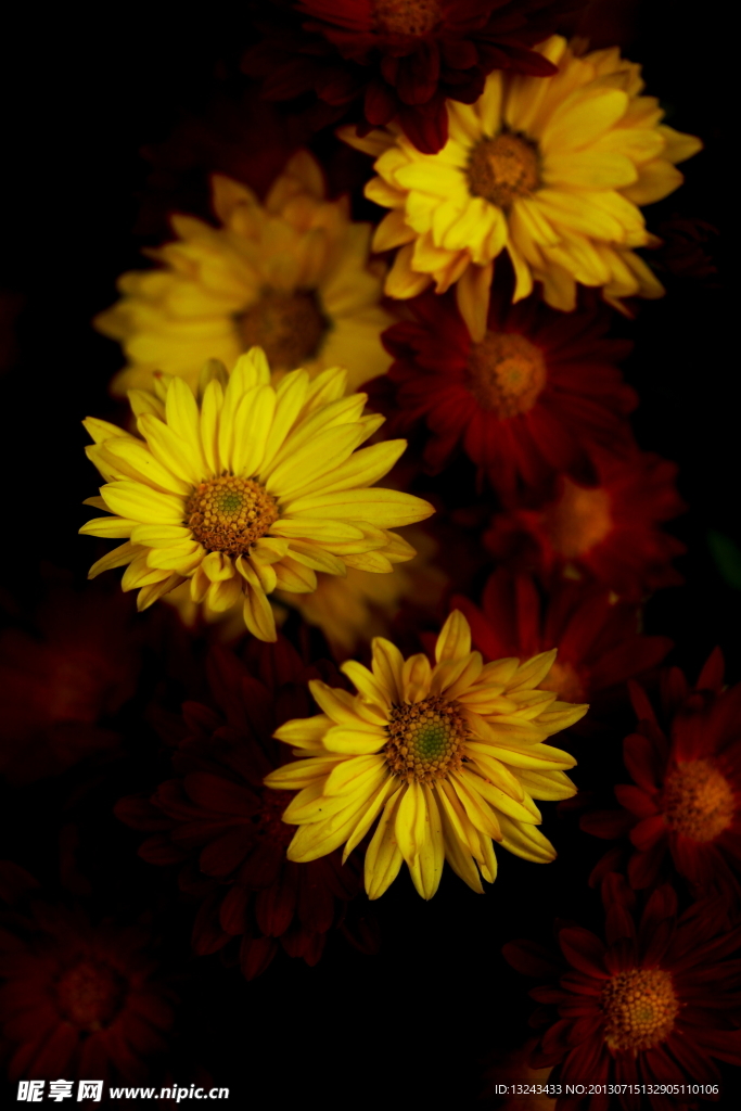 菊花