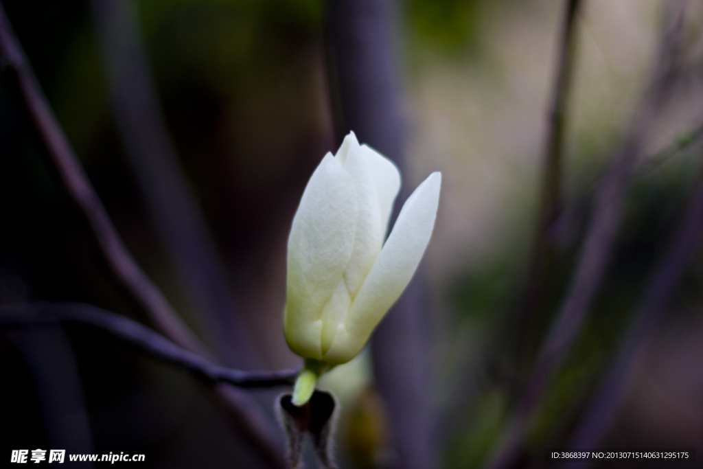 小白花