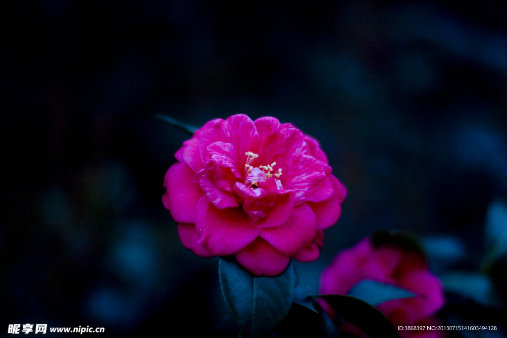 粉红山茶花