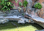 鳄鱼池中小鳄鱼