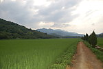 夏天的田园