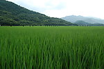 稻田
