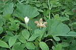 葫芦花