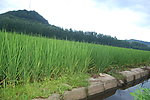 稻田