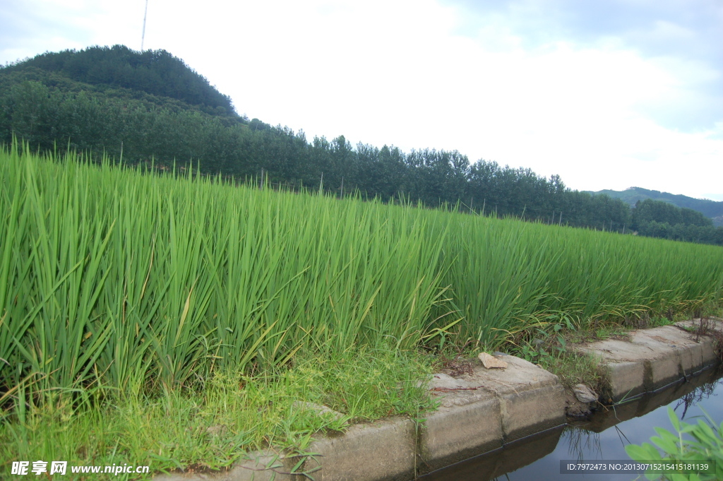 稻田