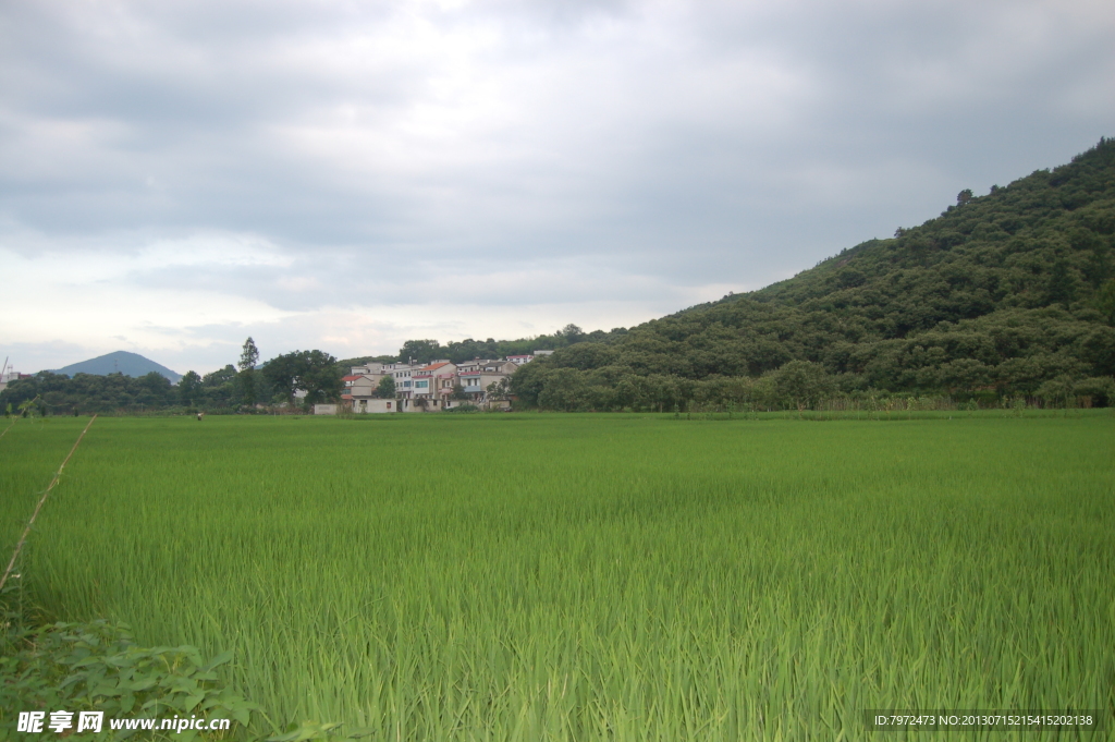 夏天的田野