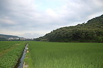 田野