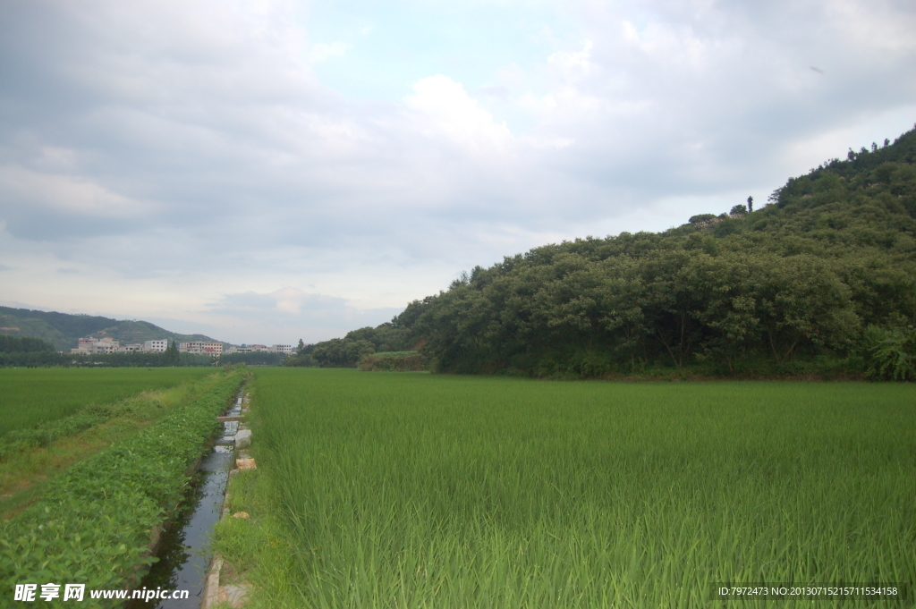 田野