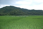 稻田