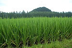 稻田