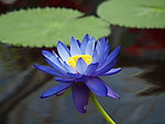 莲花