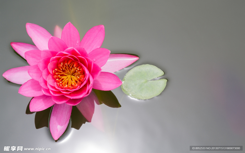 莲花