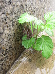 雨后小青蛙