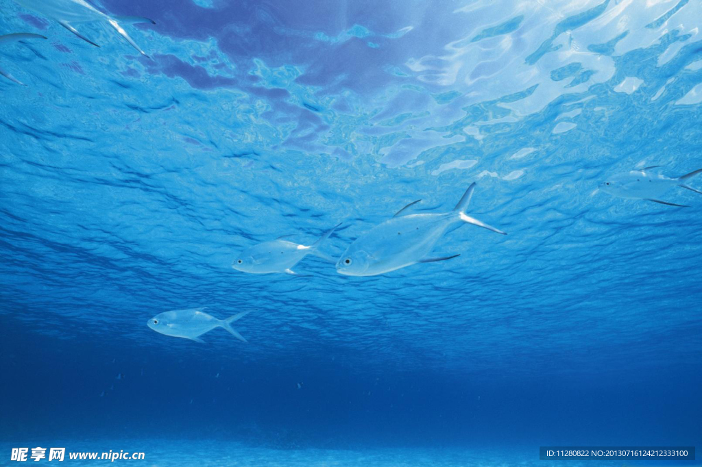 深海浅水鱼