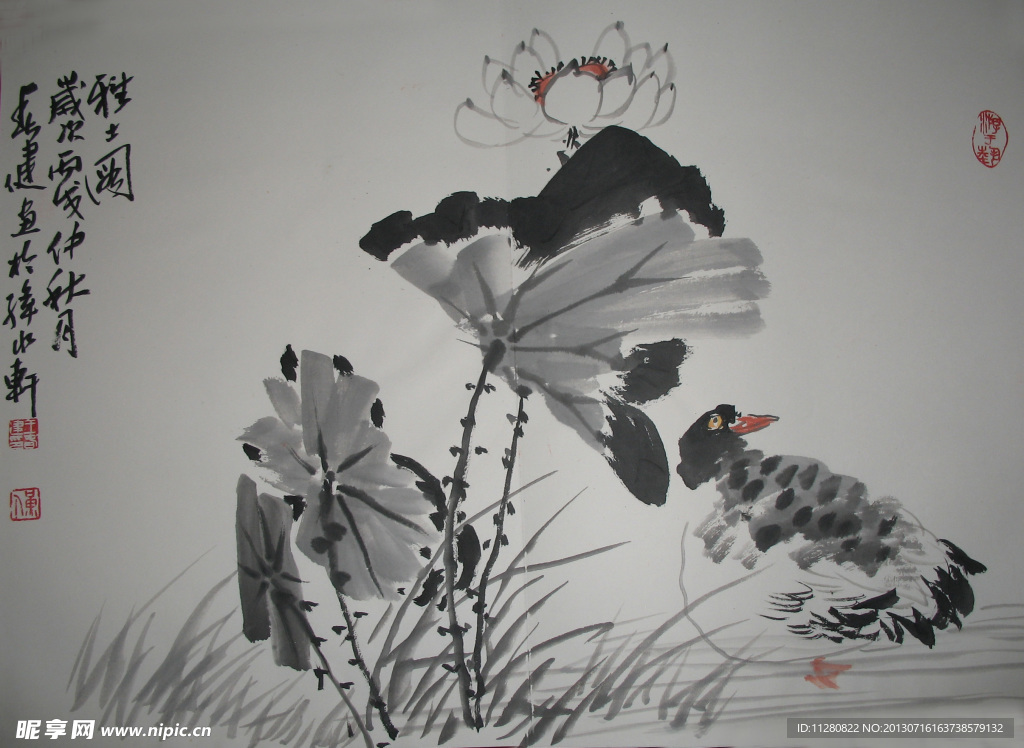 荷花国画