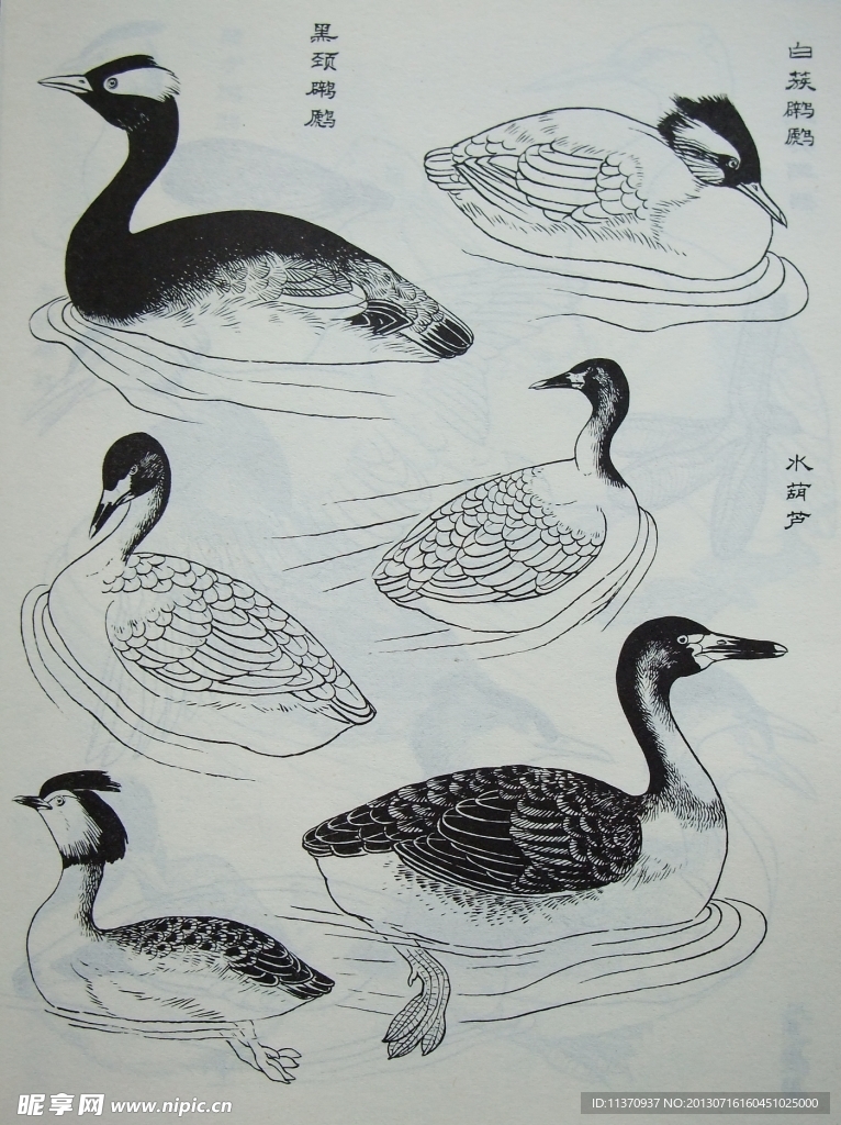 鸟类工笔画